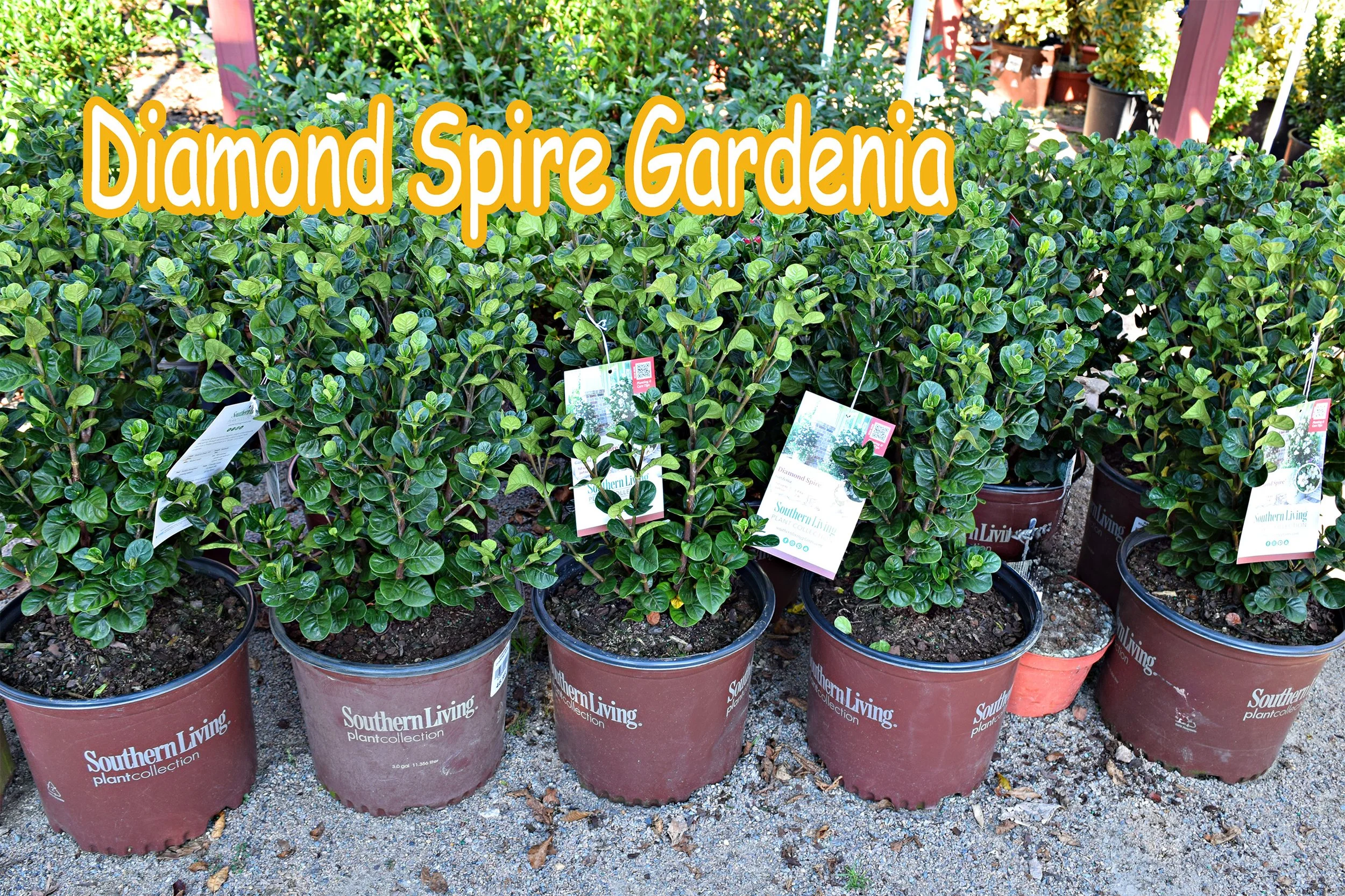 diamond spire gardenia.jpg