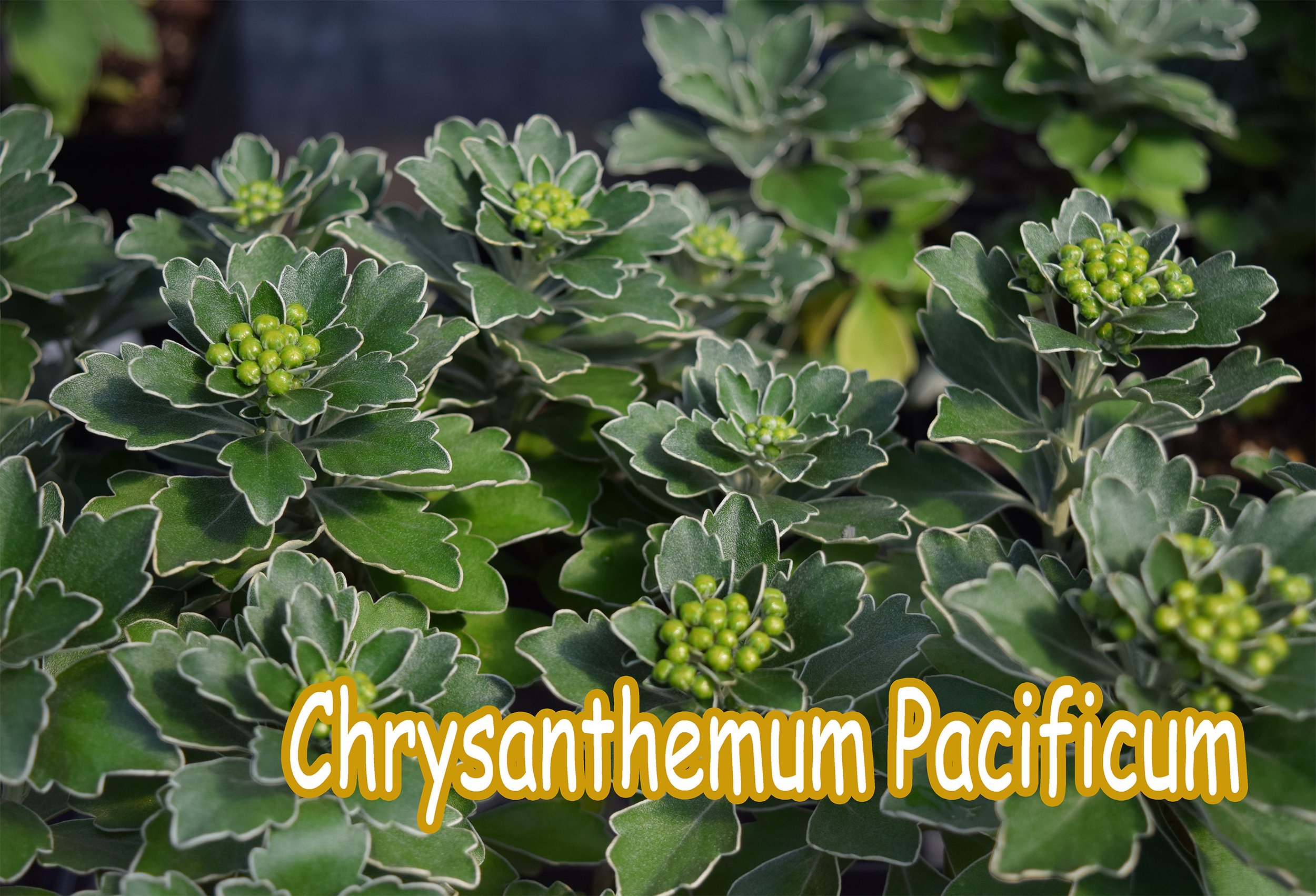 chrysanthemum.jpg