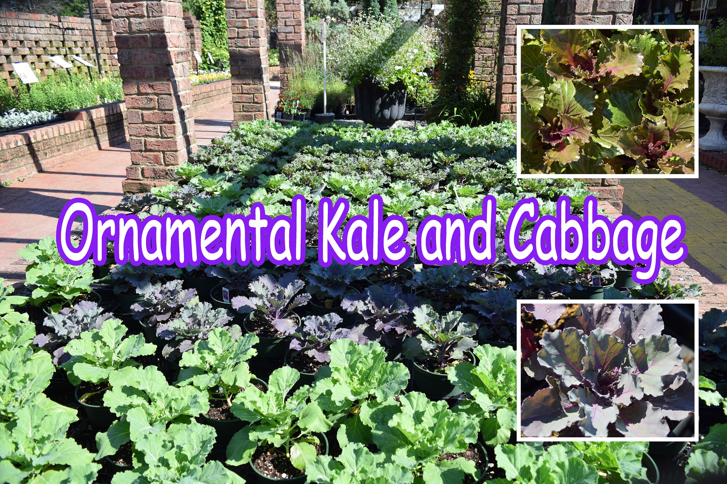 kale and cabbage.jpg
