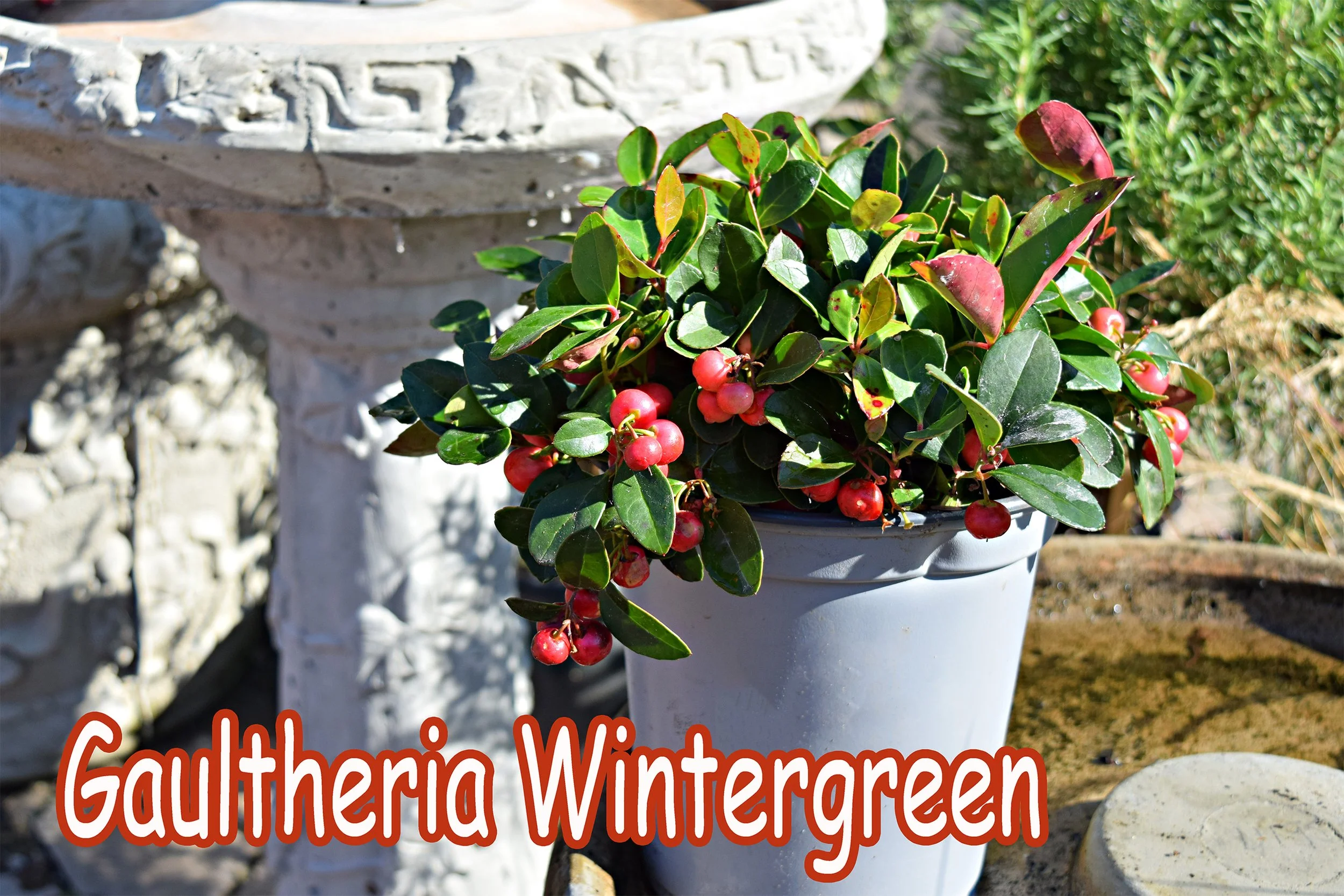 wintergreen.jpg