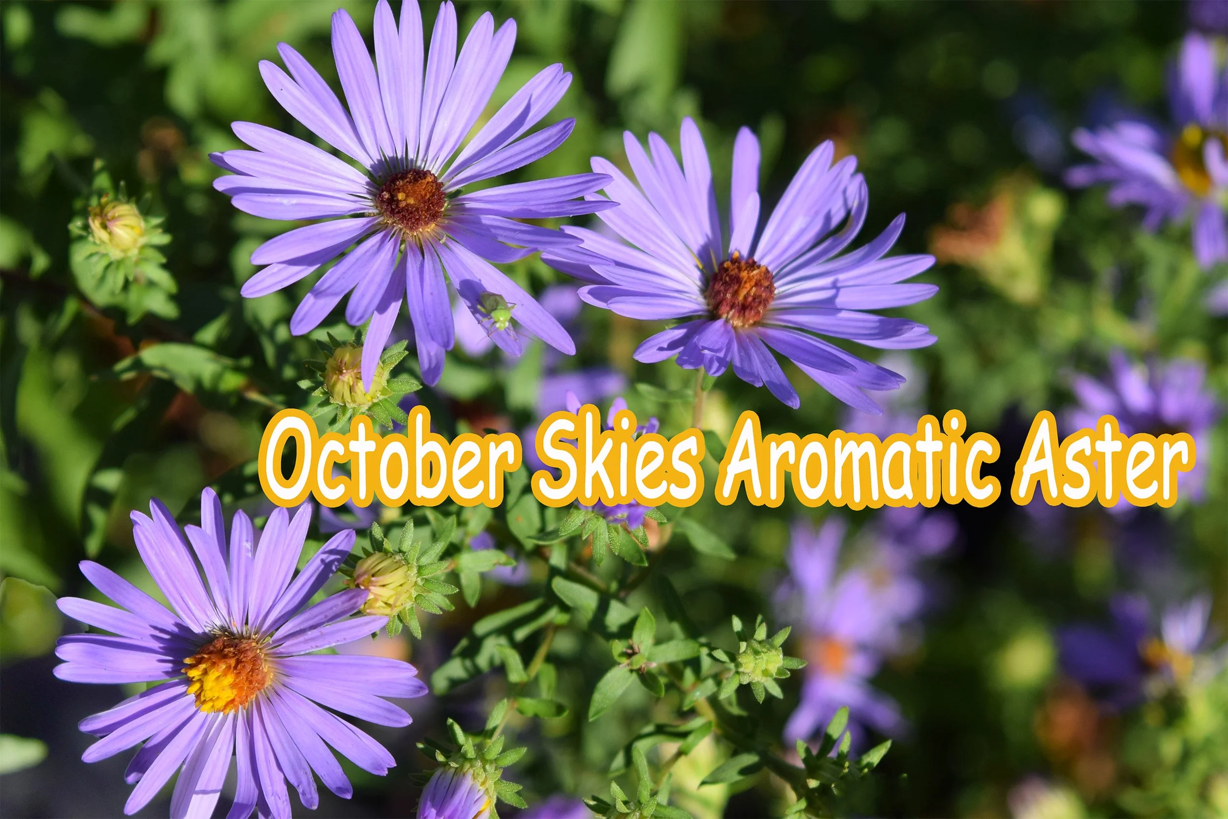 october skies aster.jpg