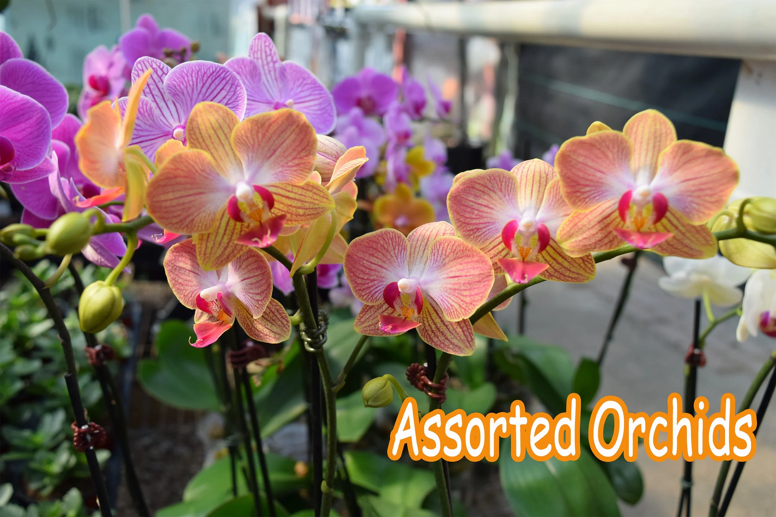 orchids.jpg