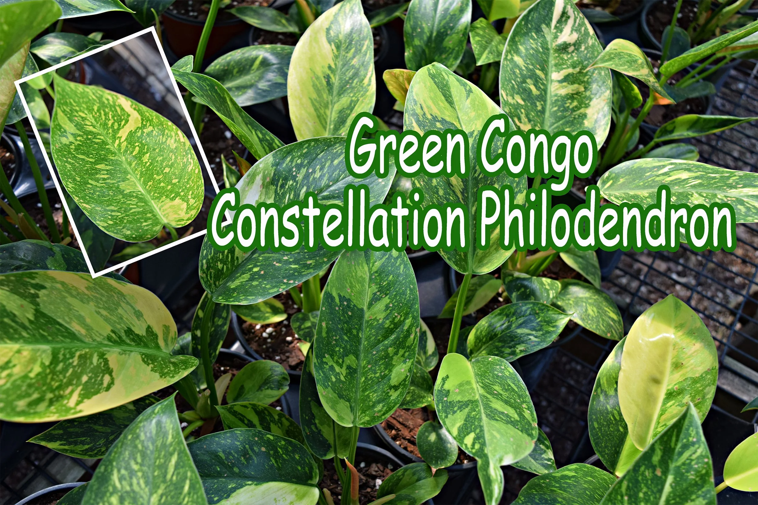 philodendron.jpg