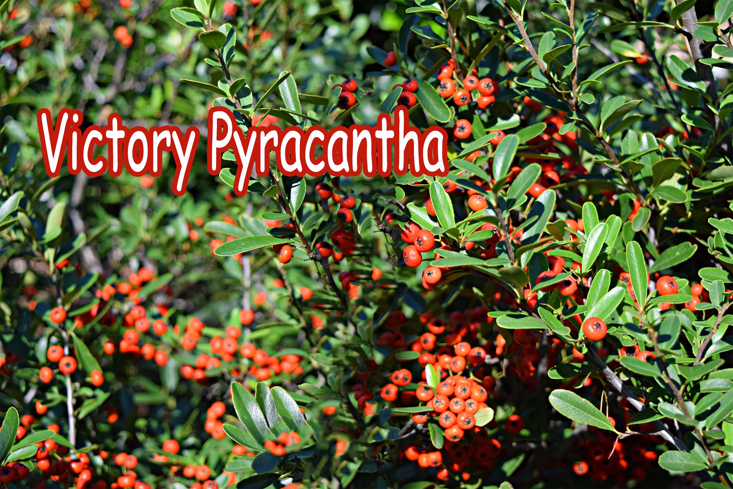 victory pyracantha.jpg