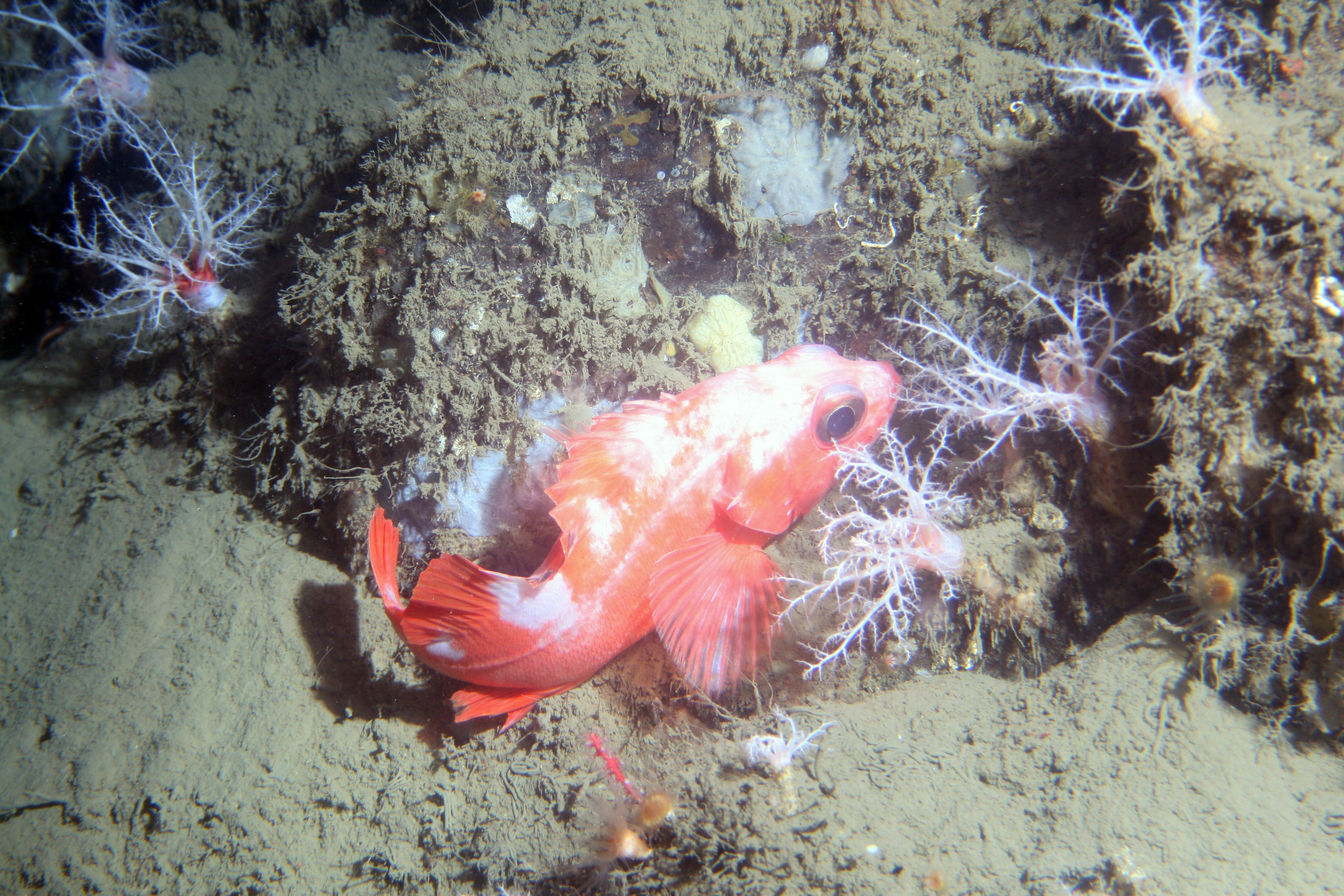 Rockfish and sea cucumbers off Point Lobos at 150m