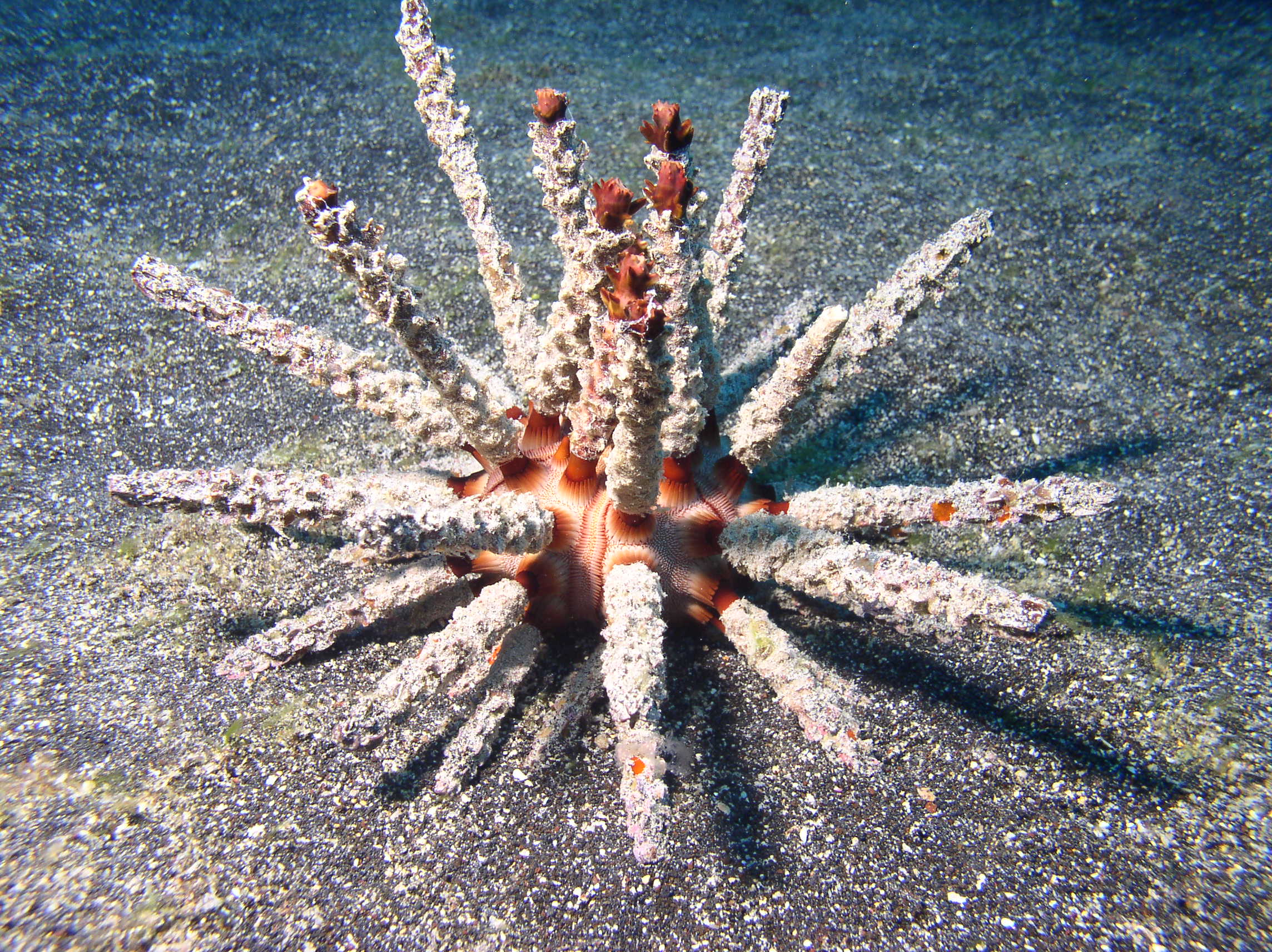 Slate pencil urchin at Puako, Hawaii