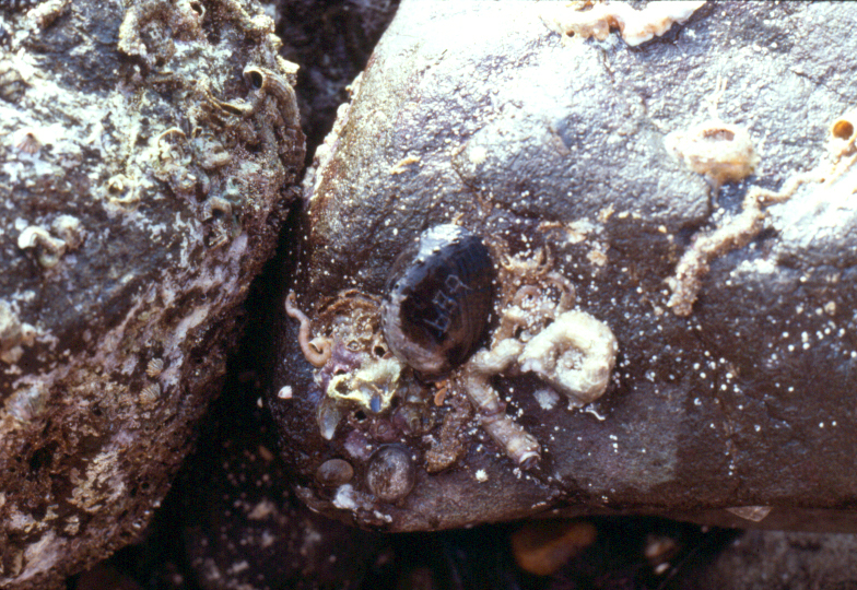 Tagged black abalone, 1984