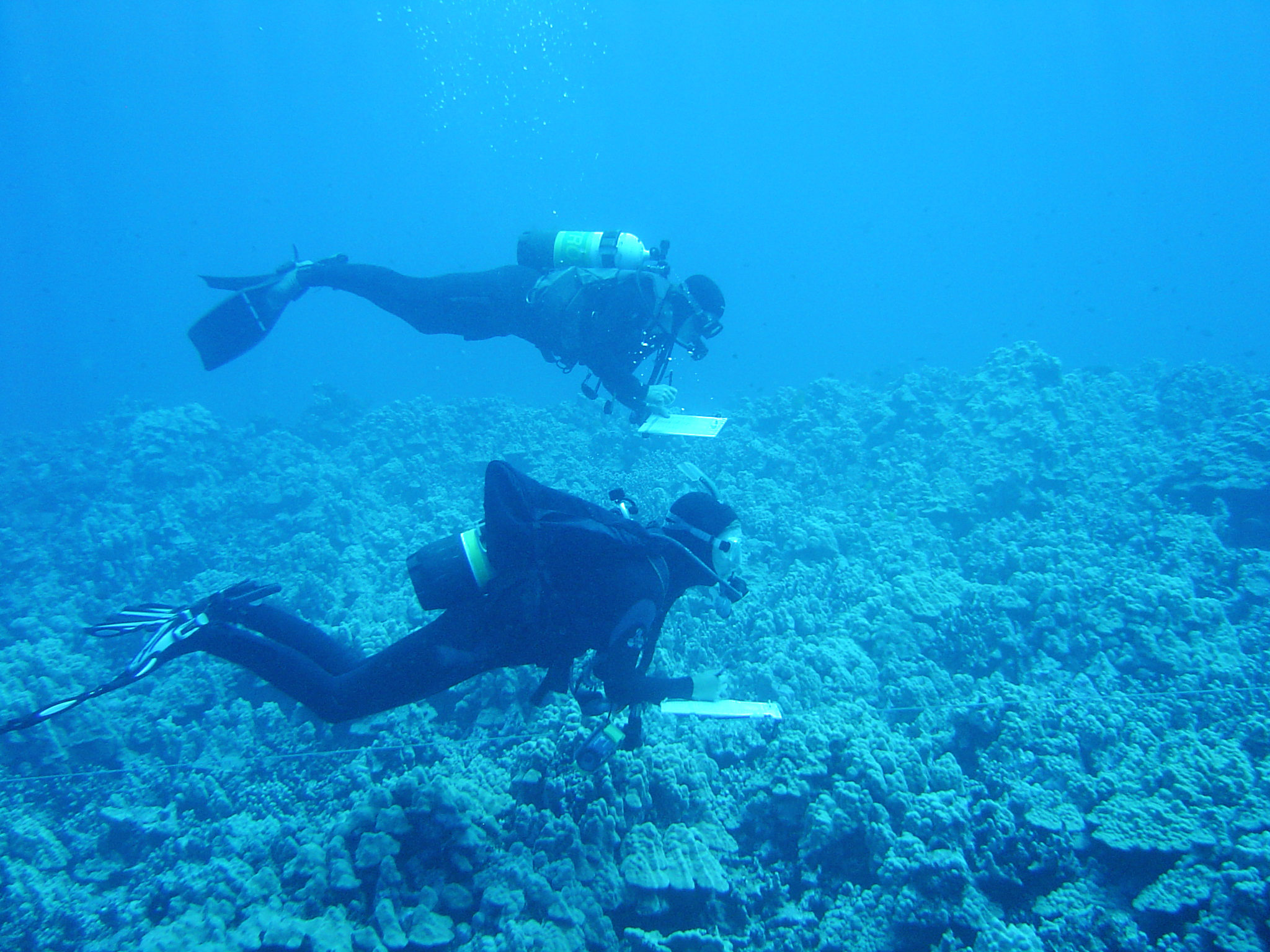 Students divers collecting data during QUEST, 2002