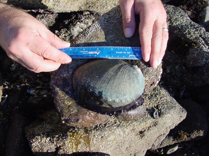 Tagging black abalone