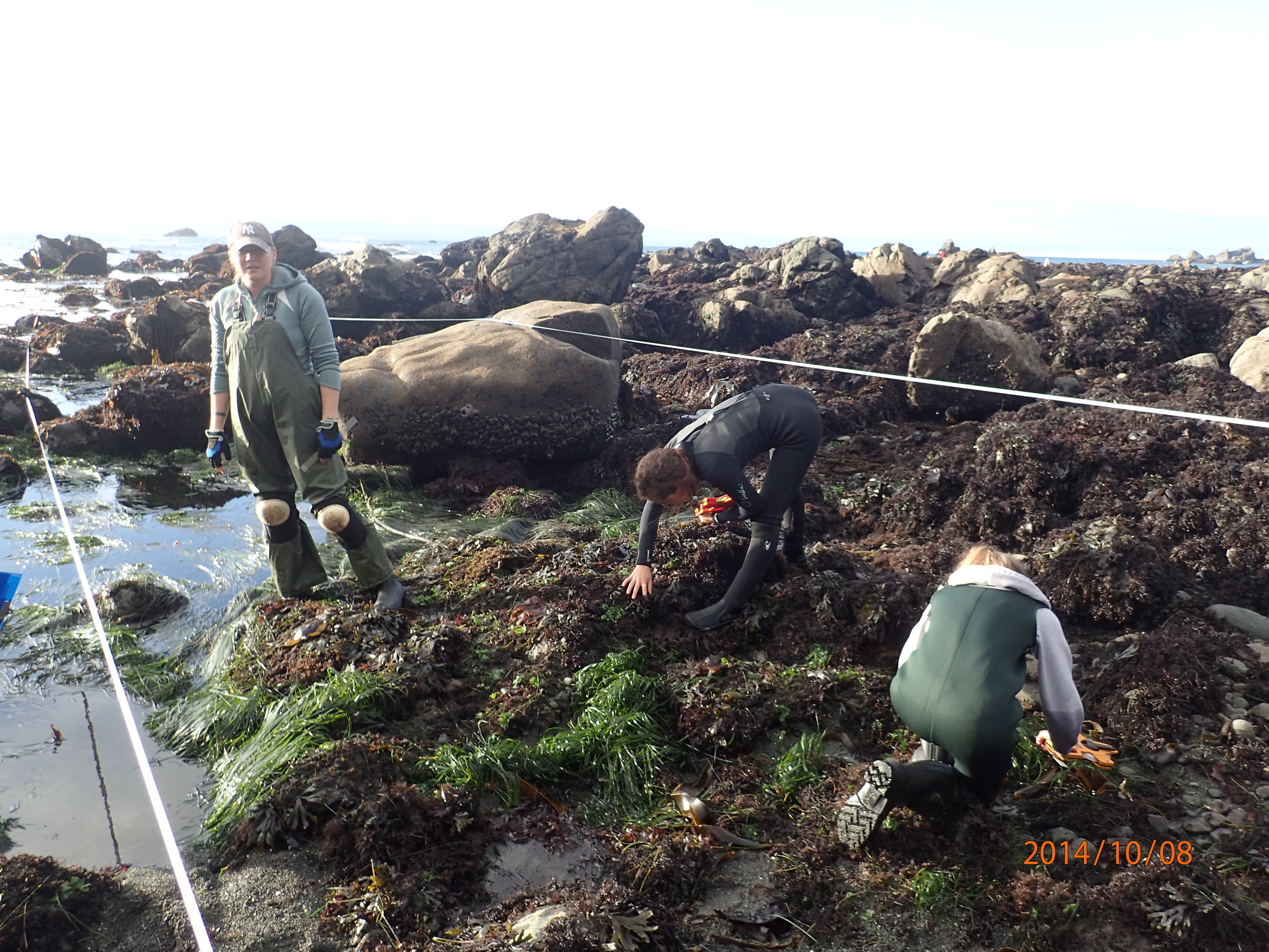 Intertidal surveys at Palmer's Point, 2014