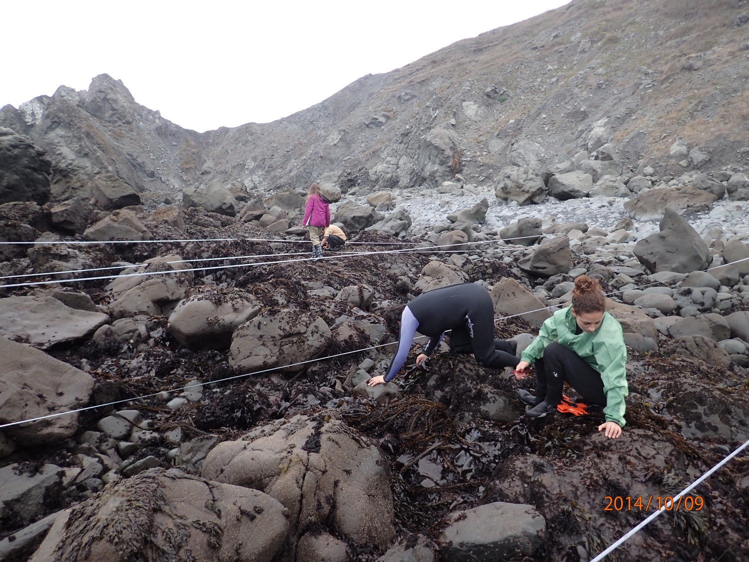 Sea star surveys at Scotty Point, Caifornia