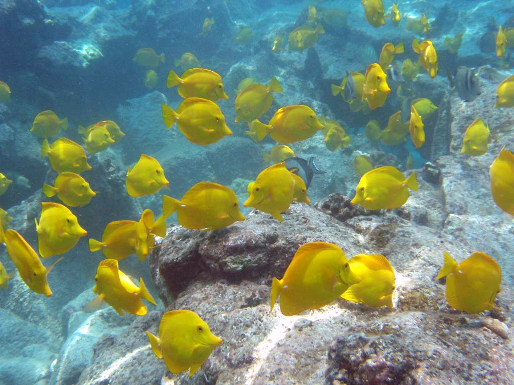 Yellow tangs in Hawaii. Photos: Bill Walsh