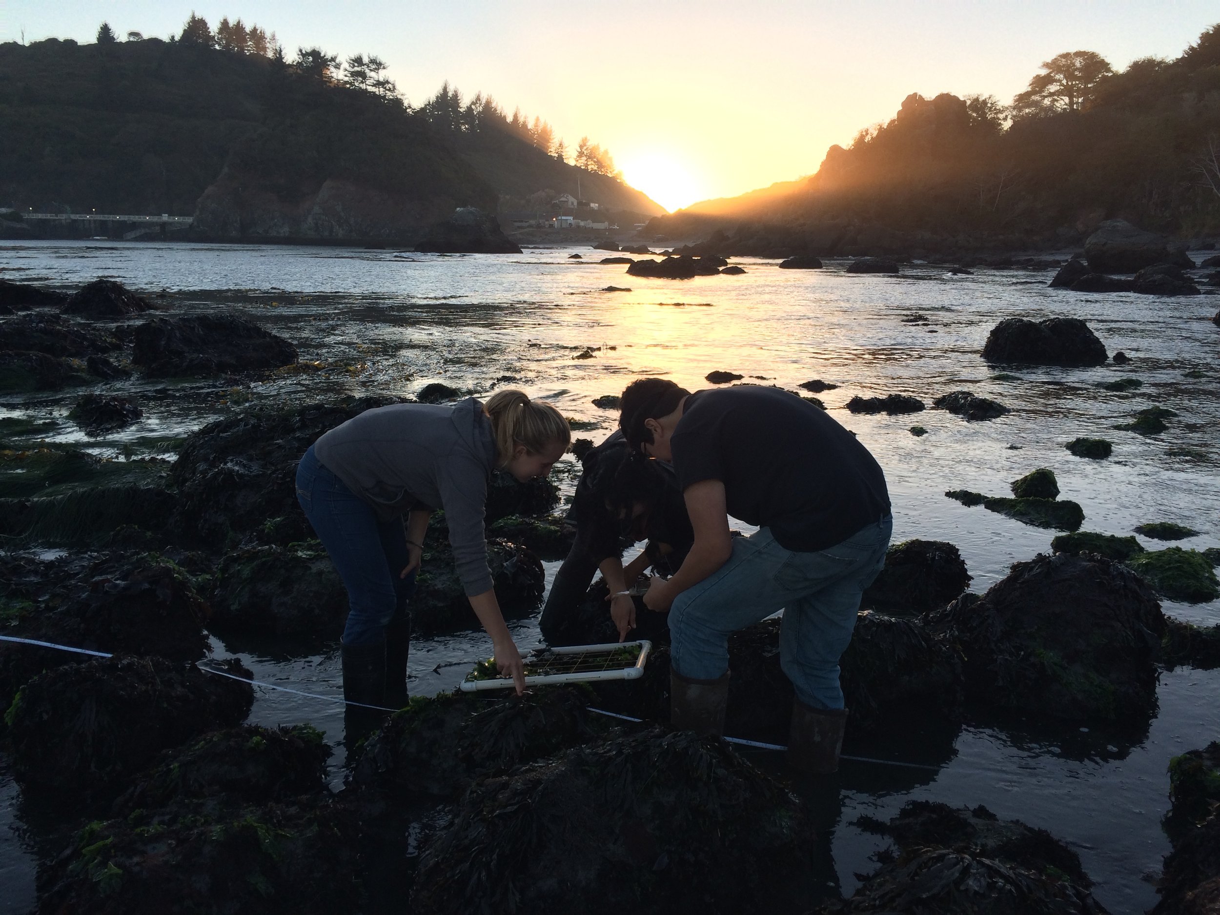 Intertidal survey lab during Benthic Ecology Course, Fall 2016.