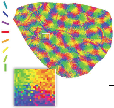 Kaschube M, Schnabel M, Löwel S, Coppola DM, White LE, & Wolf F (2010). Universality in the evolution of orientation columns in the visual cortex. Science (New York, N.Y.), 330 (6007), 1113-6 PMID: