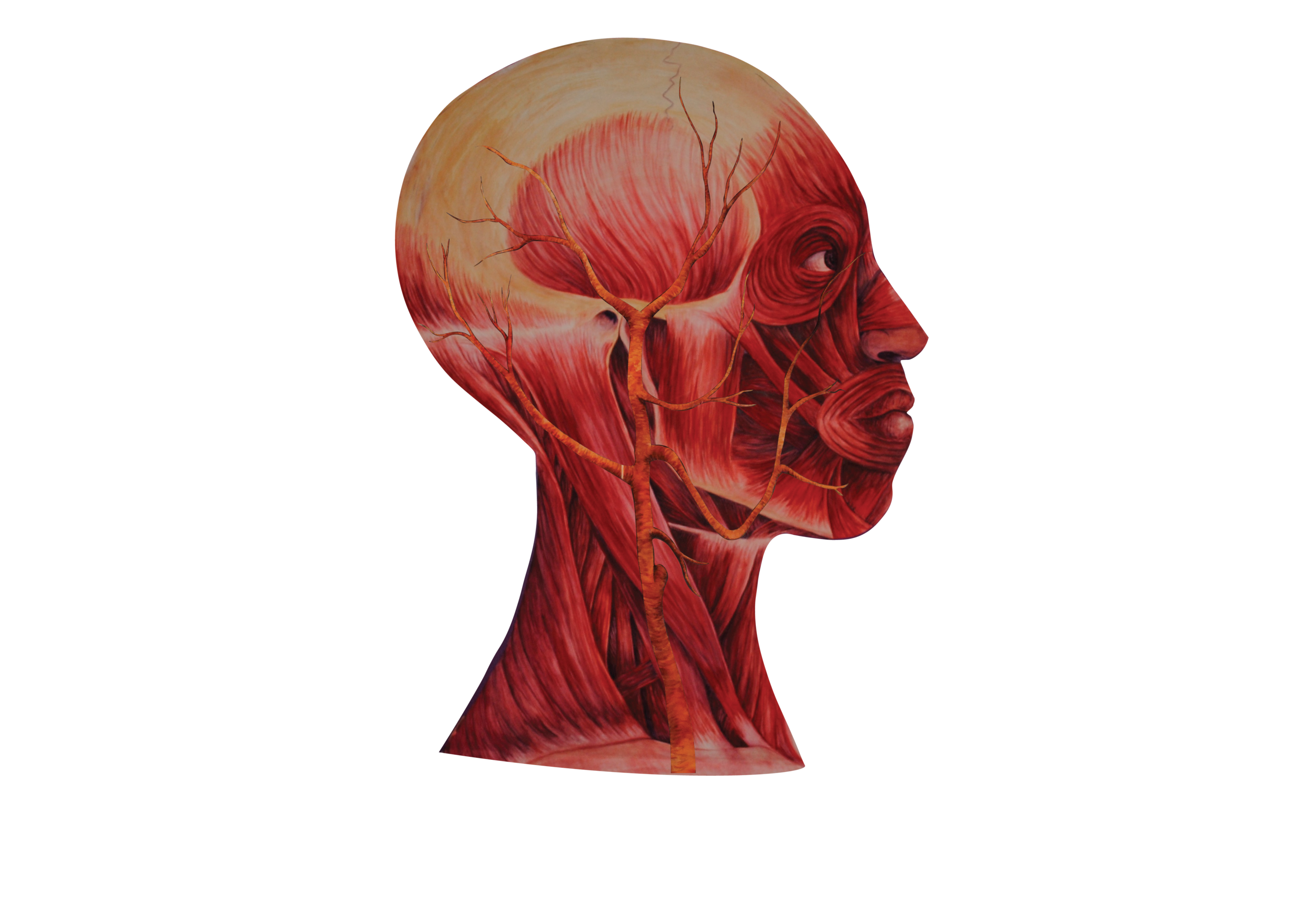 02 Heads Muscle w vascular .png