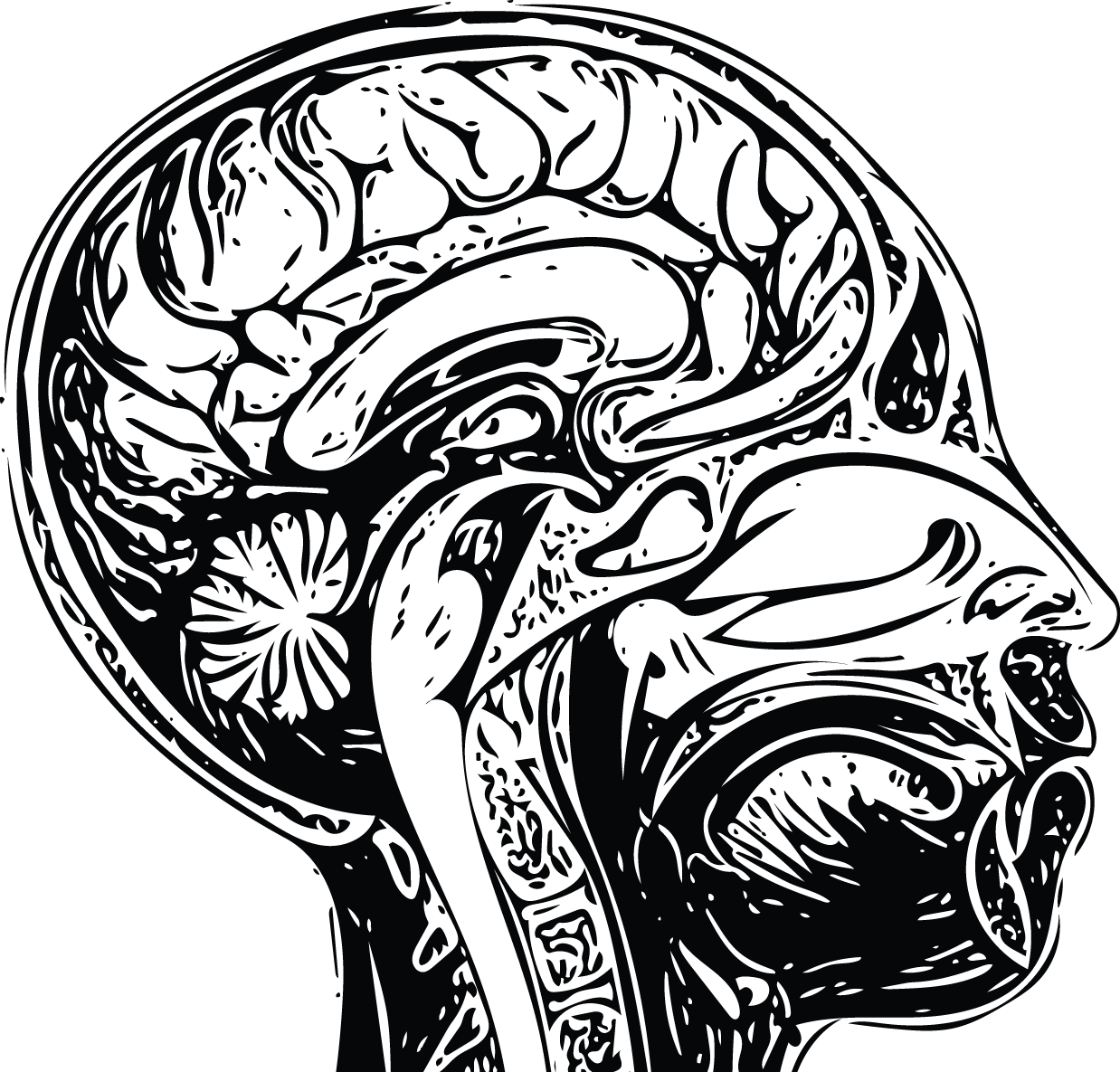 Open Minded Sagittal.png