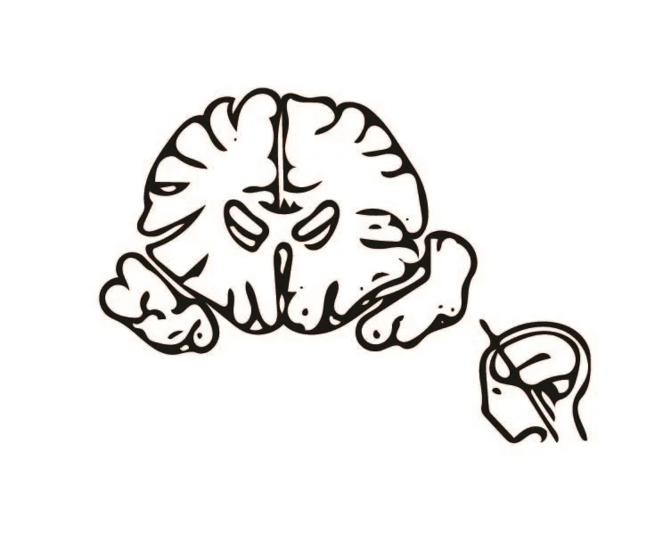 Coronal Vector-01.jpg