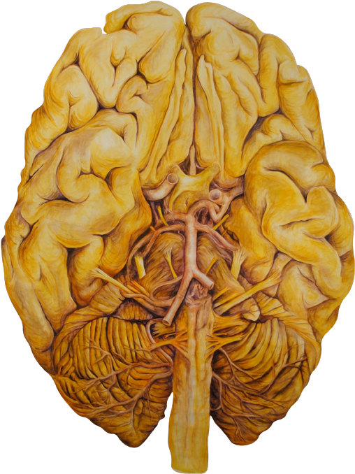 T3 Inferior Brain-01.png
