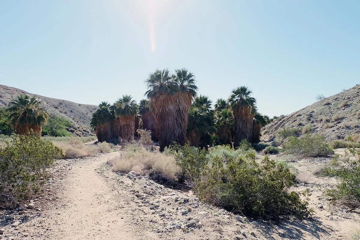 Hidden Palms Oasis