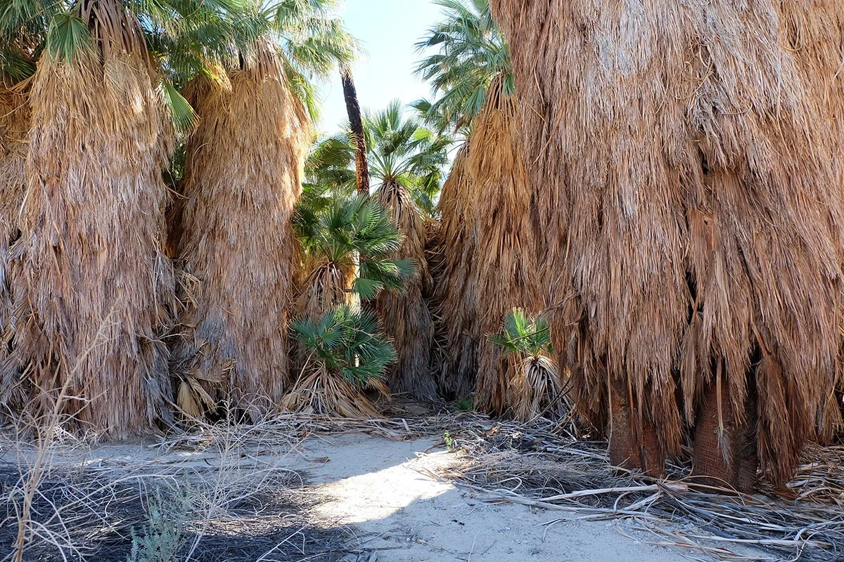 Aw, baby palms.