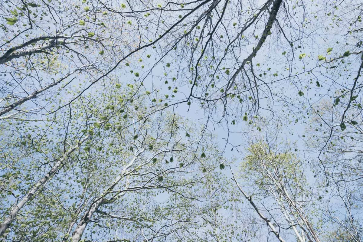 Some nice trees. Birch? I don't know.