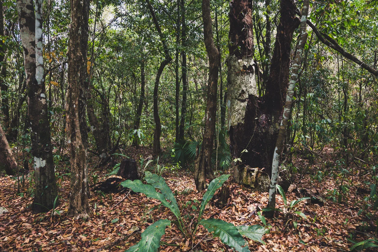 Jungle.