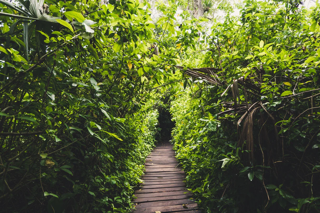 Boardwalk through Sian Ka’an.