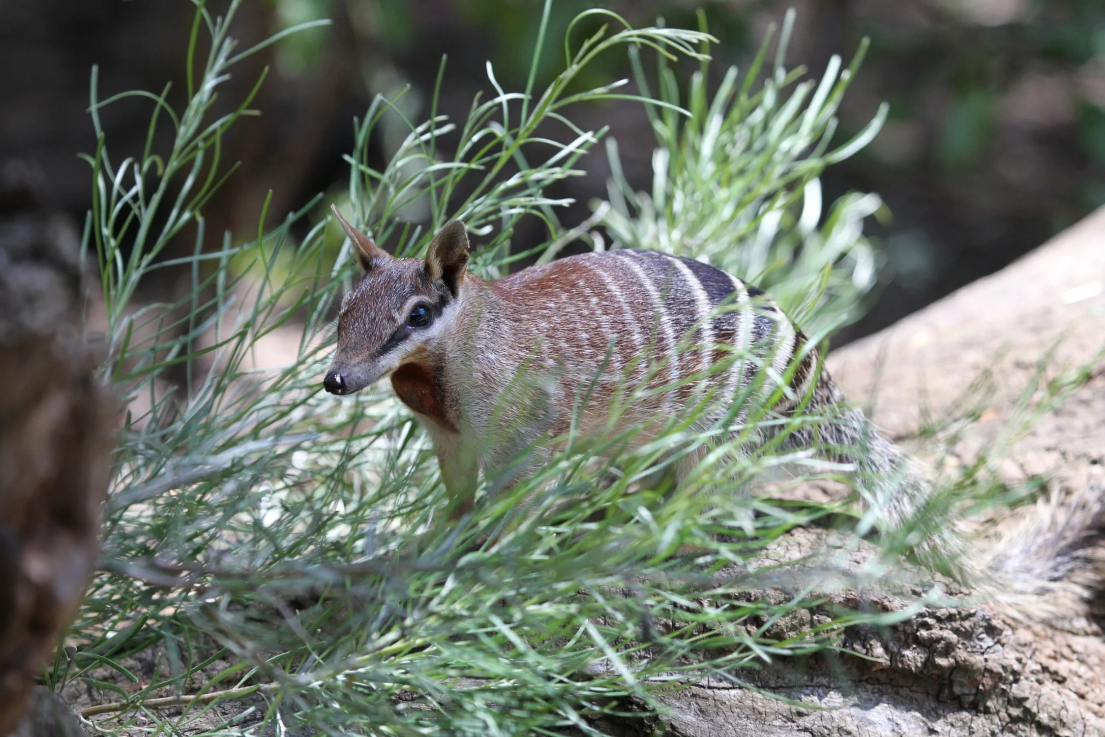 Numbats (1).JPG