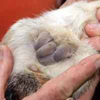 Photo courtesy of Perth Zoo