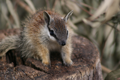 Photo Courtesy Perth Zoo
