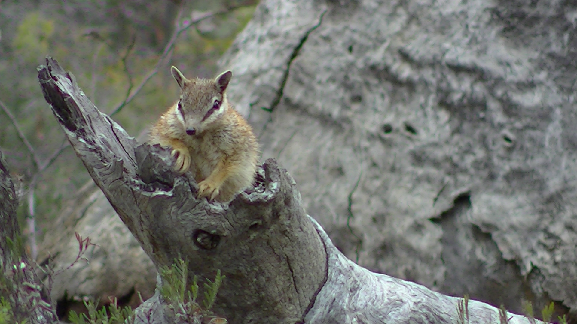 Numbat in Boyagin