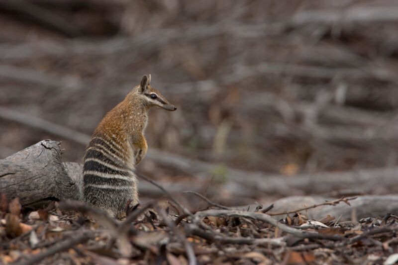 Numbat
