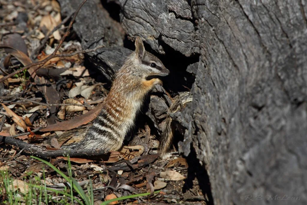 Numbat