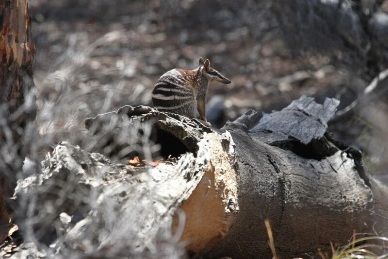Numbat