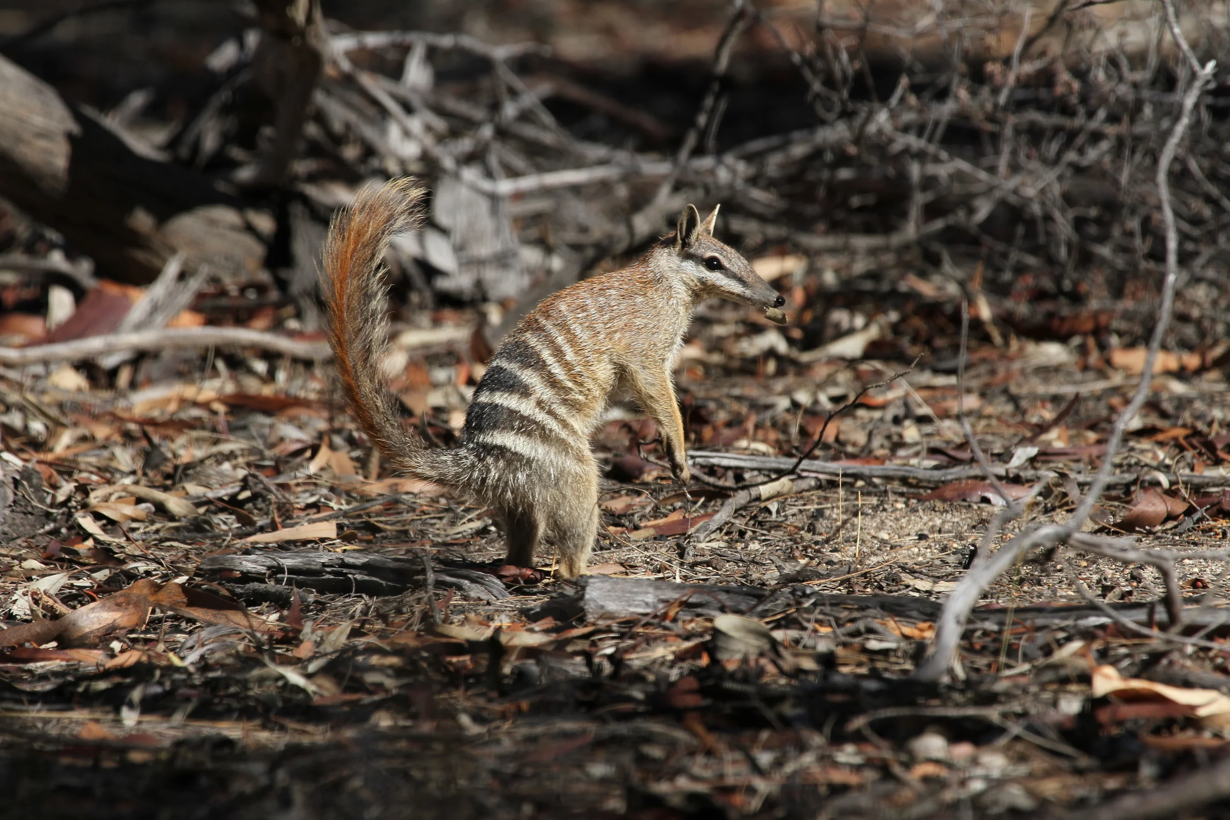 Numbat