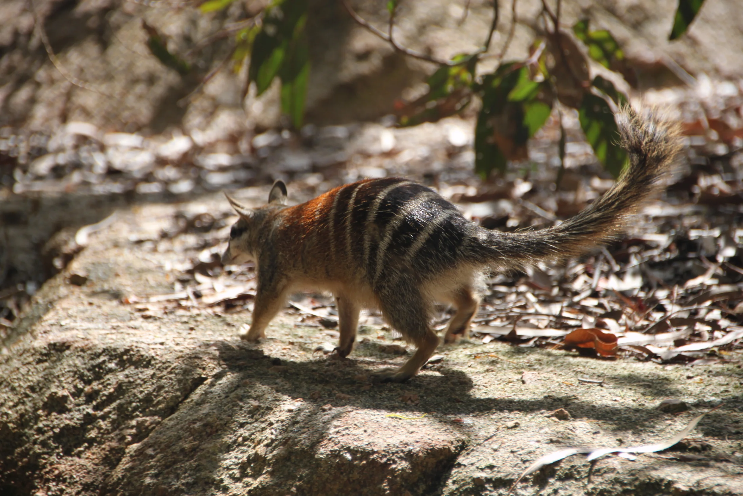 Numbat at Perth Zoo