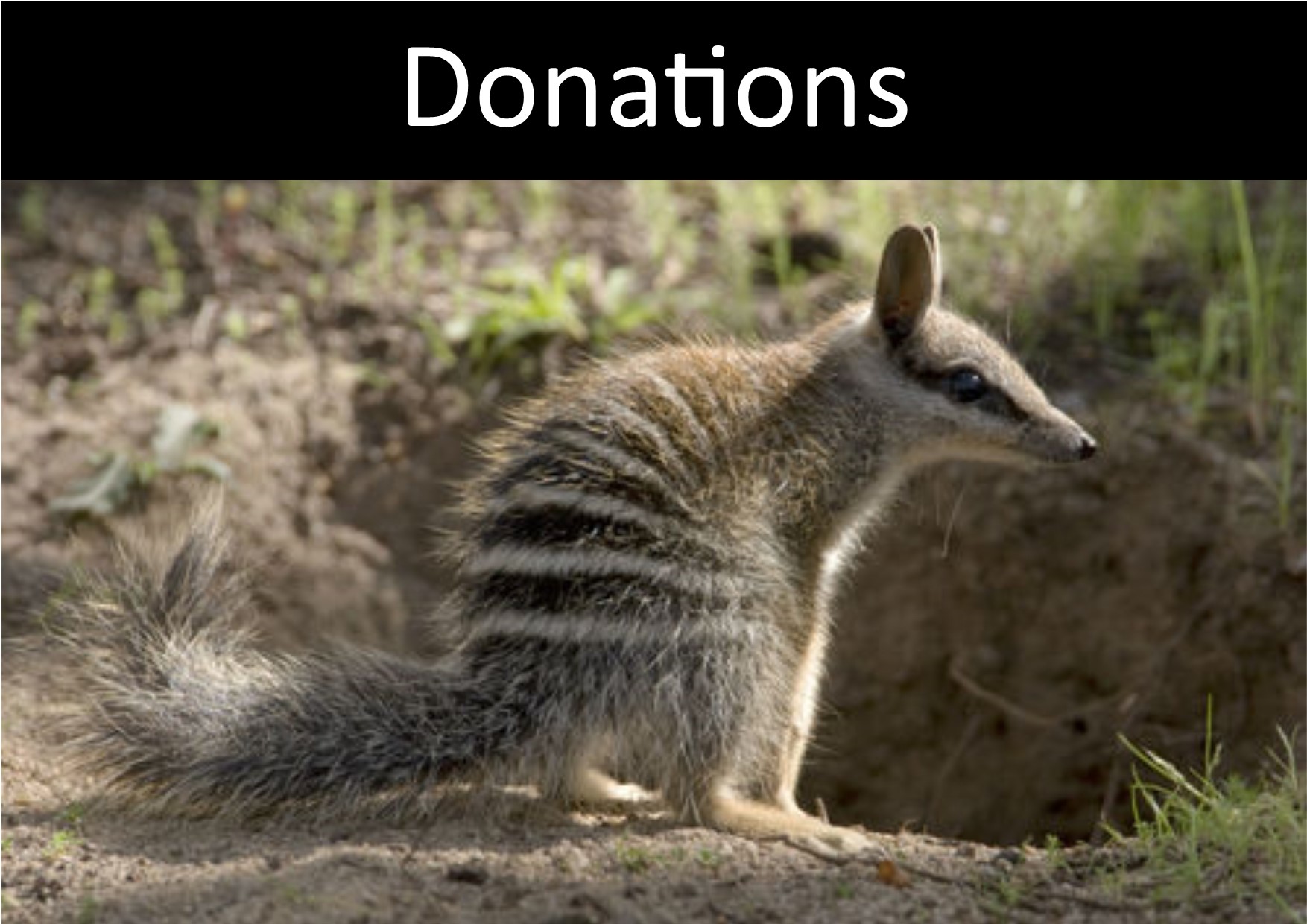 The Numbat — Project Numbat The Numbat — Project Numbat