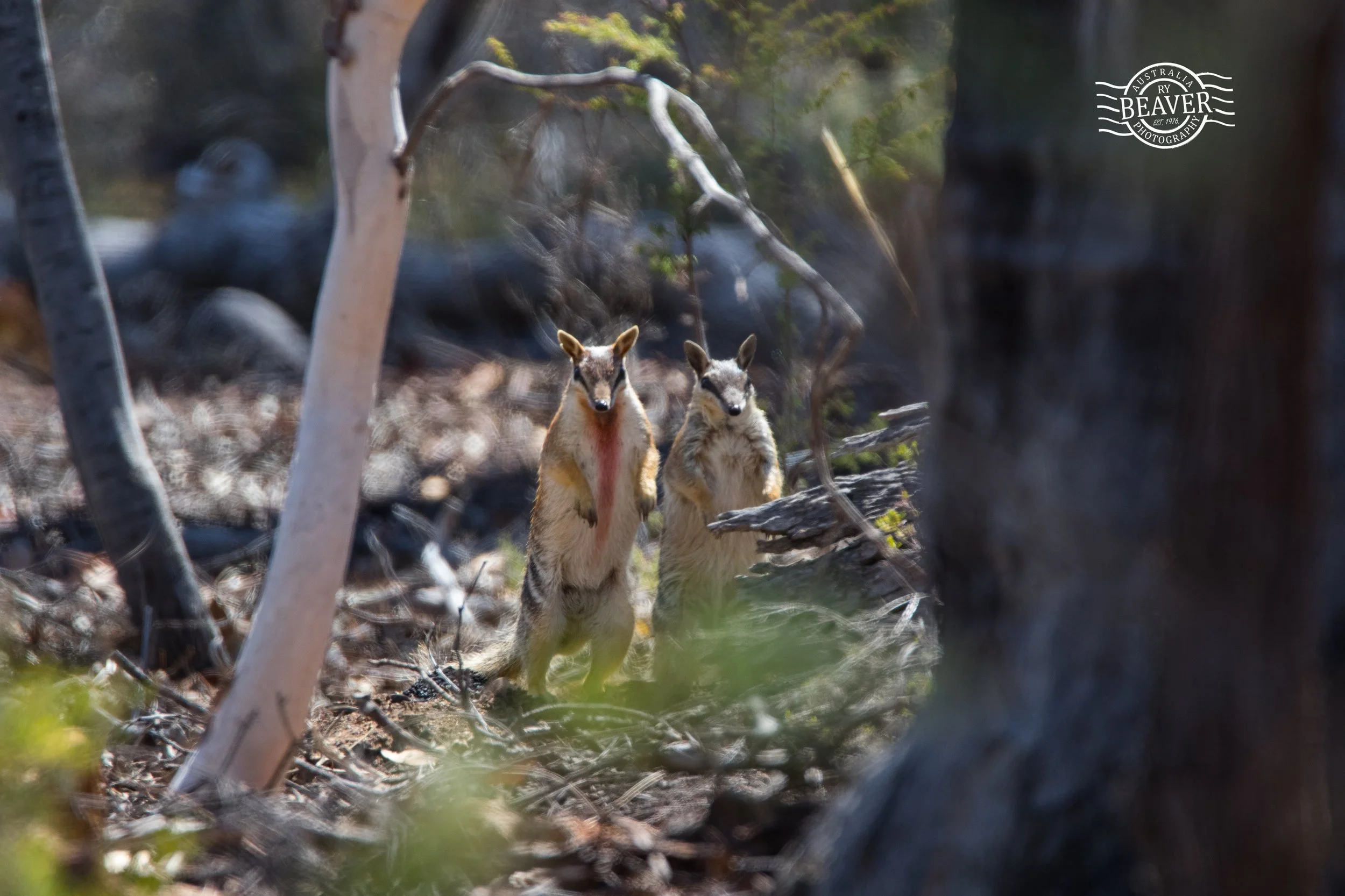Breeding Numbats by Ry Beaver