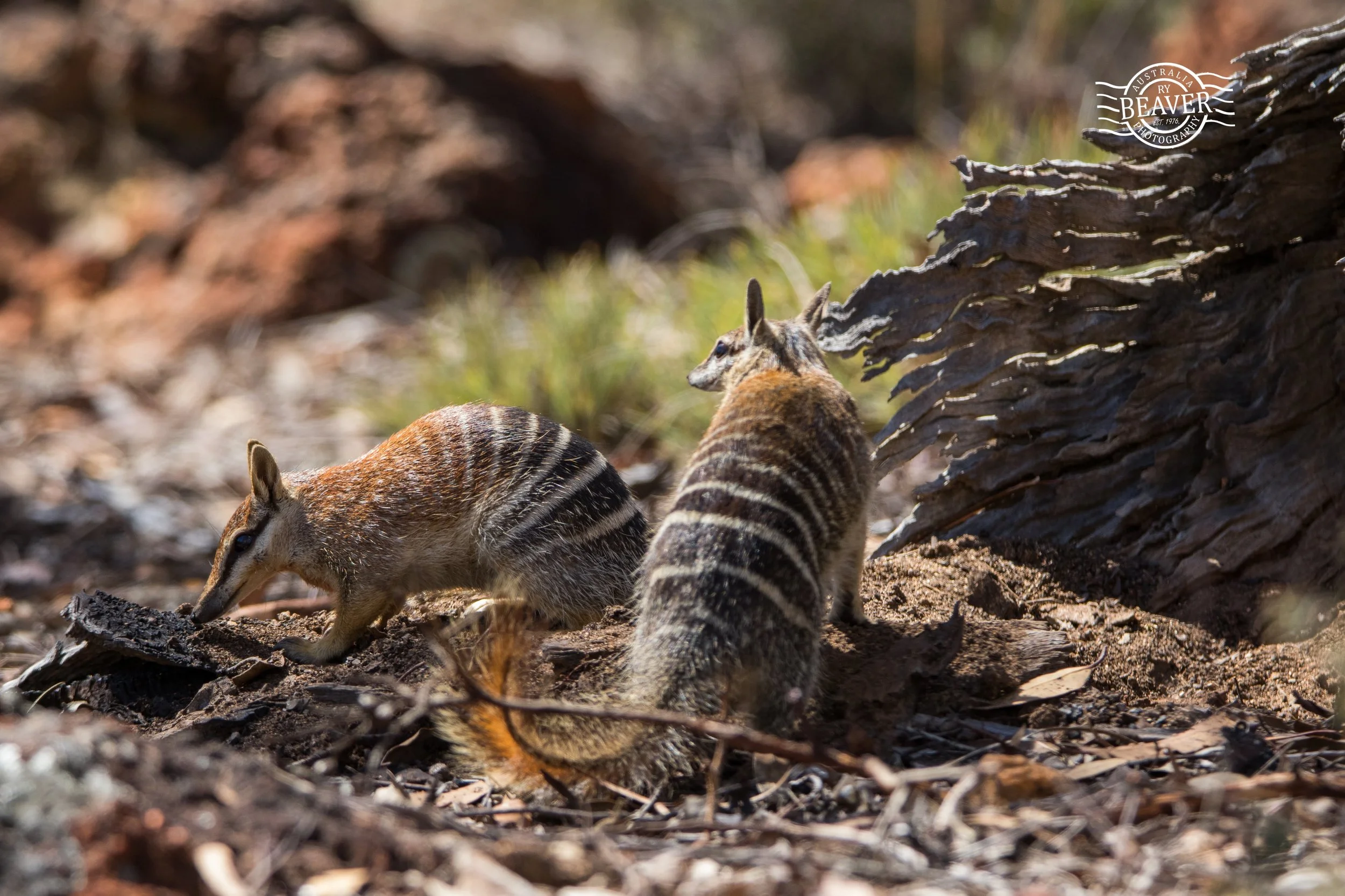 Breeding Numbats by Ry Beaver
