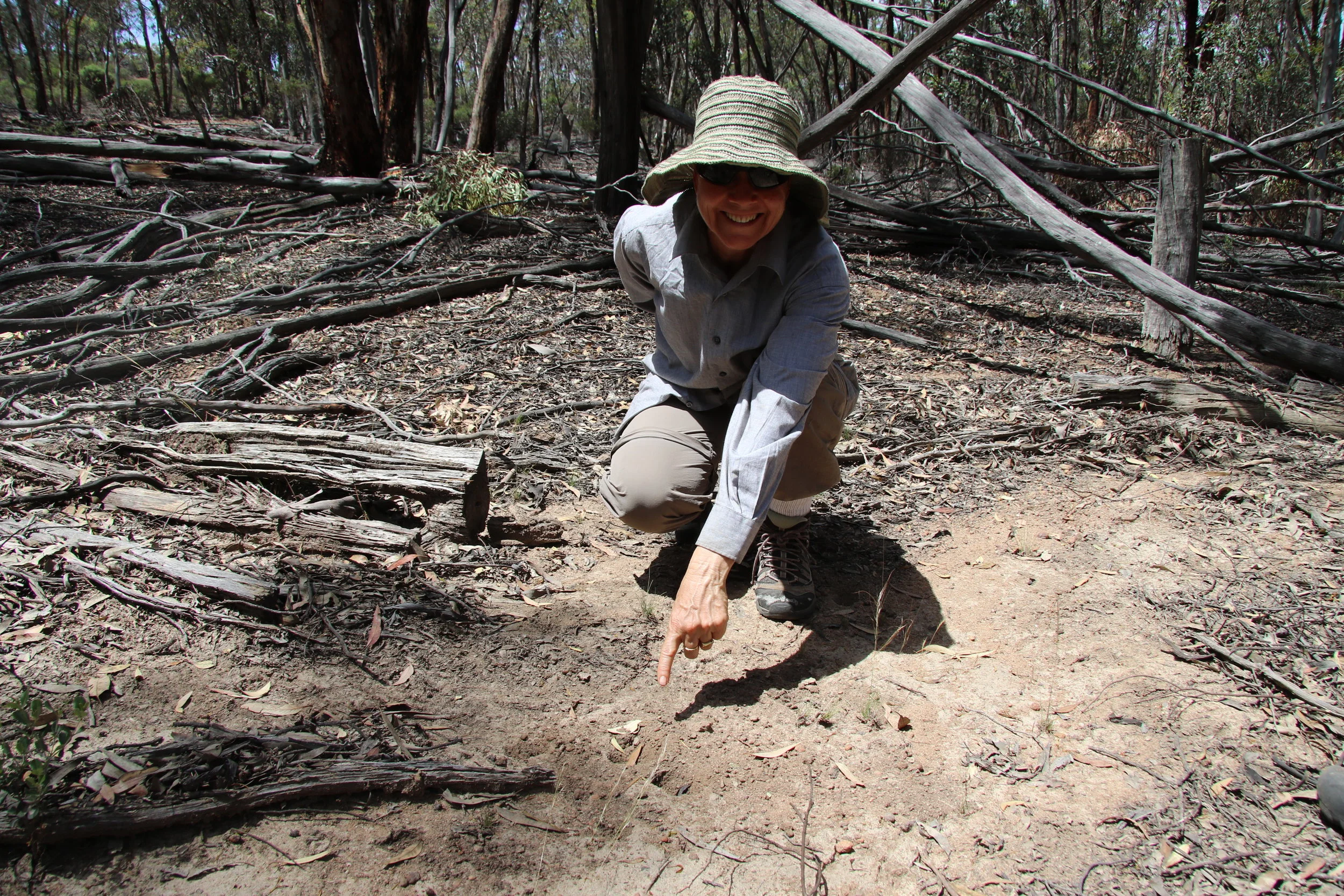 'Yay' we found a fresh numbat dig at Dryandra woodland - Nov 2017