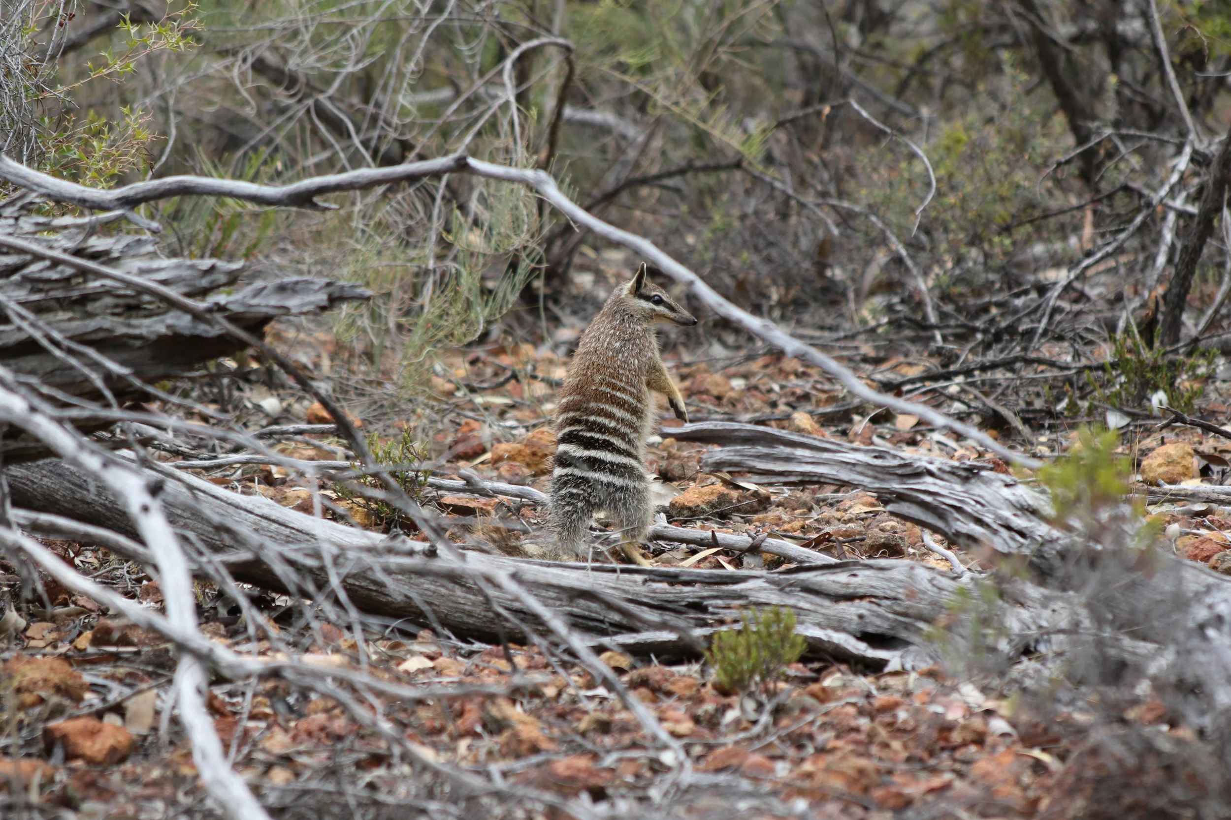 by Tamara Wilkes-Jones