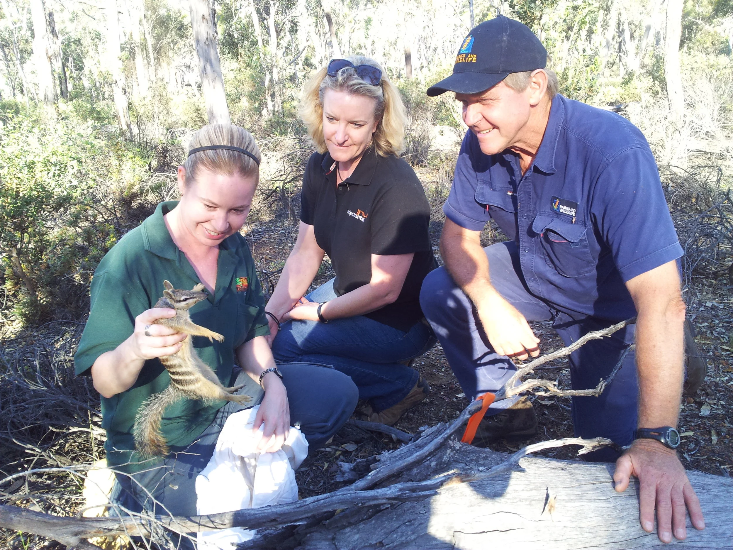 Karen (Centre) representing Project numbat along with Perth Zoo and DBCA staff at the 2014 Numbat release.