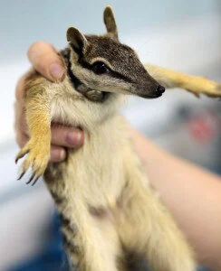 RADIO COLLARED NUMBAT.  PHOTO COURTESY OF PERTH ZOO
