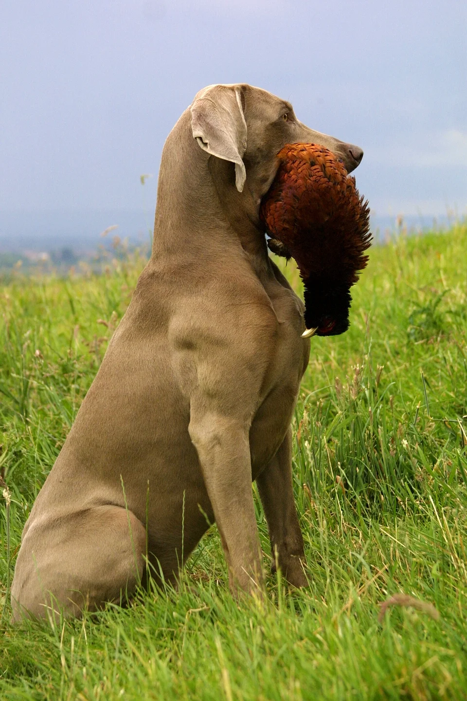 Other Trubons — Trubon Weimaraners