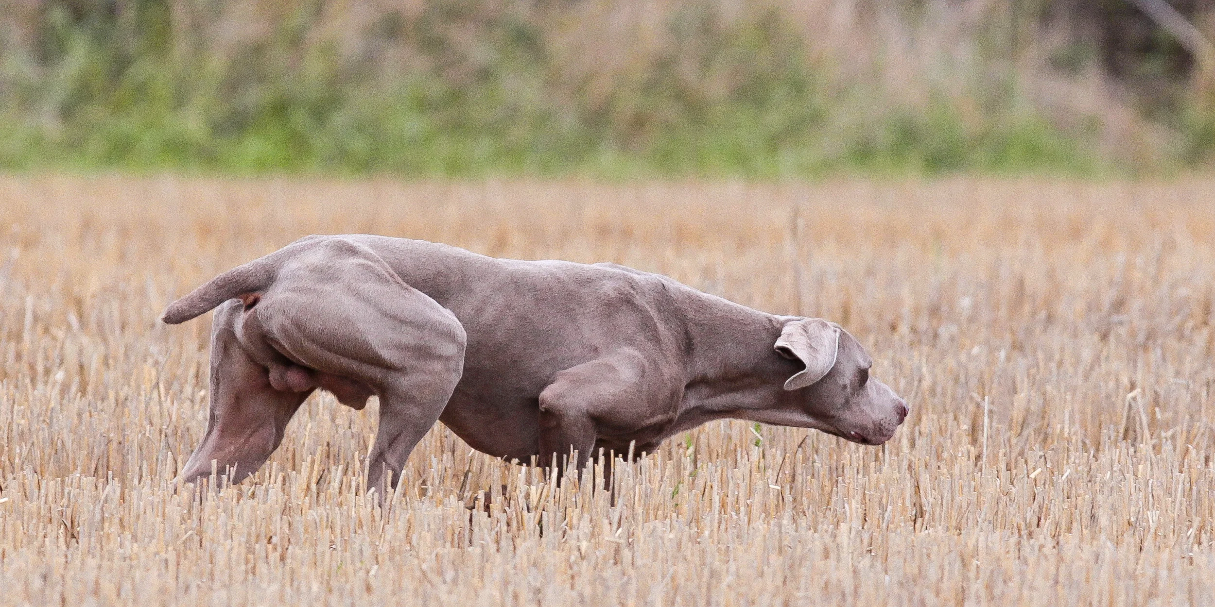 Other Trubons — Trubon Weimaraners
