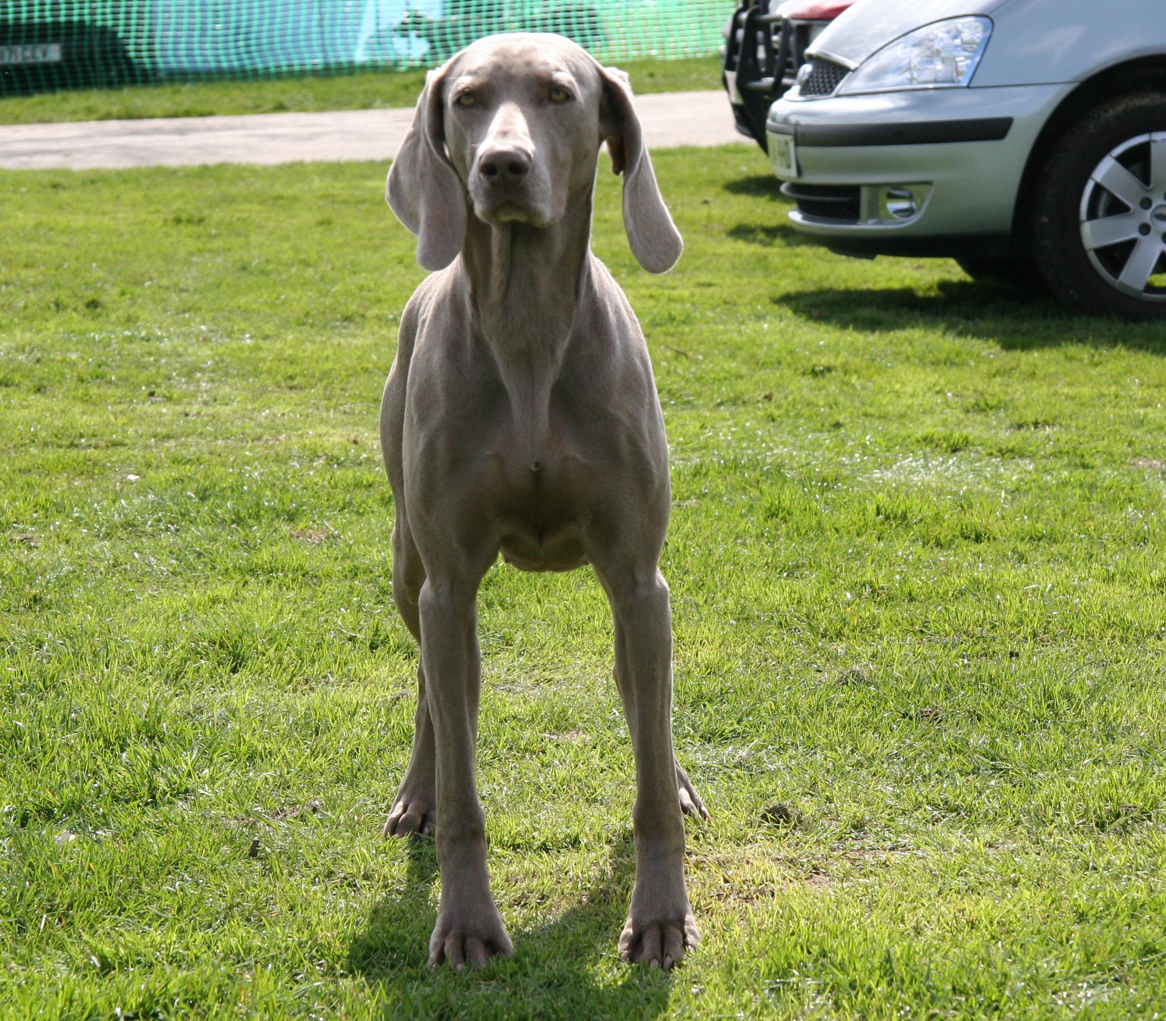 Fenny standing, 6yrs.JPG