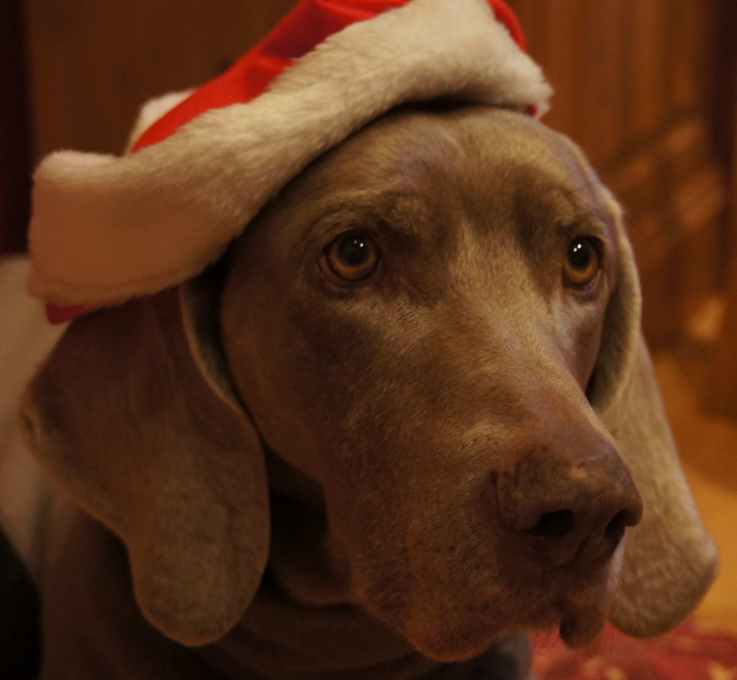 Fenny Xmas 2011.jpg