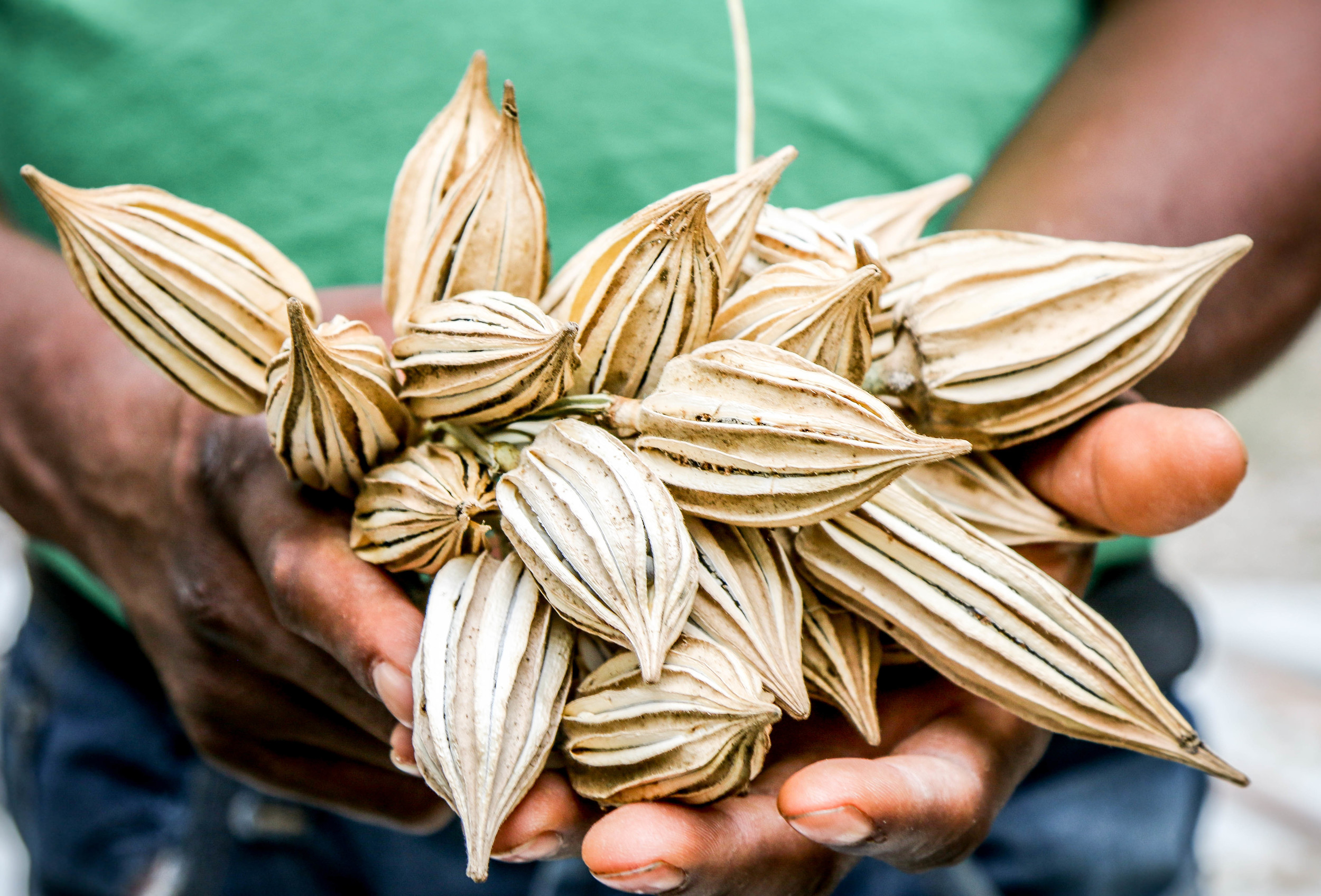 Okra seeds, dried and stored from last year's harvest. The seeds were produced (and held in this picture) by Jean Veny Normil. 