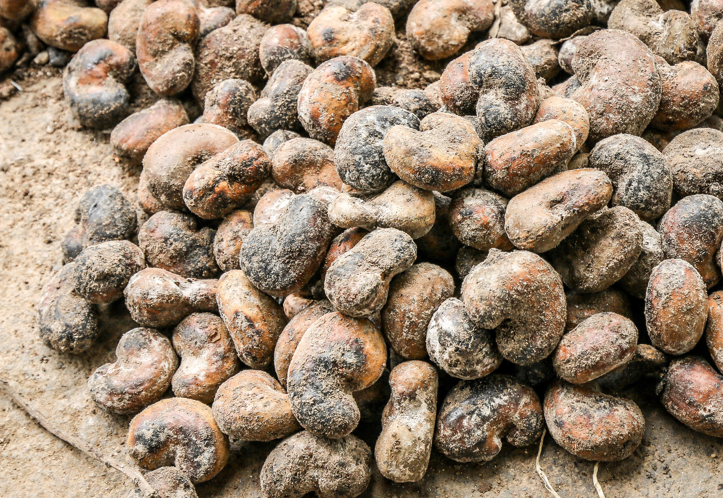 Raw, unprocessed cashew nuts -- Mombin Crochu, Haiti