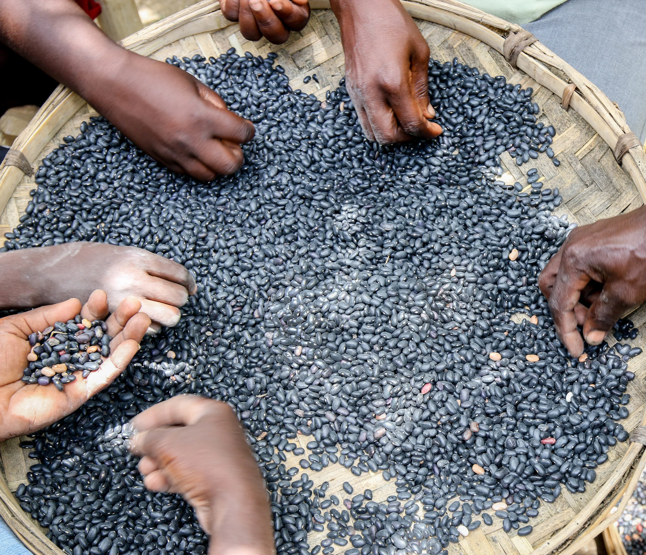 Members of a PDL cooperative sorting black beans in Bwa Nef, Haiti.